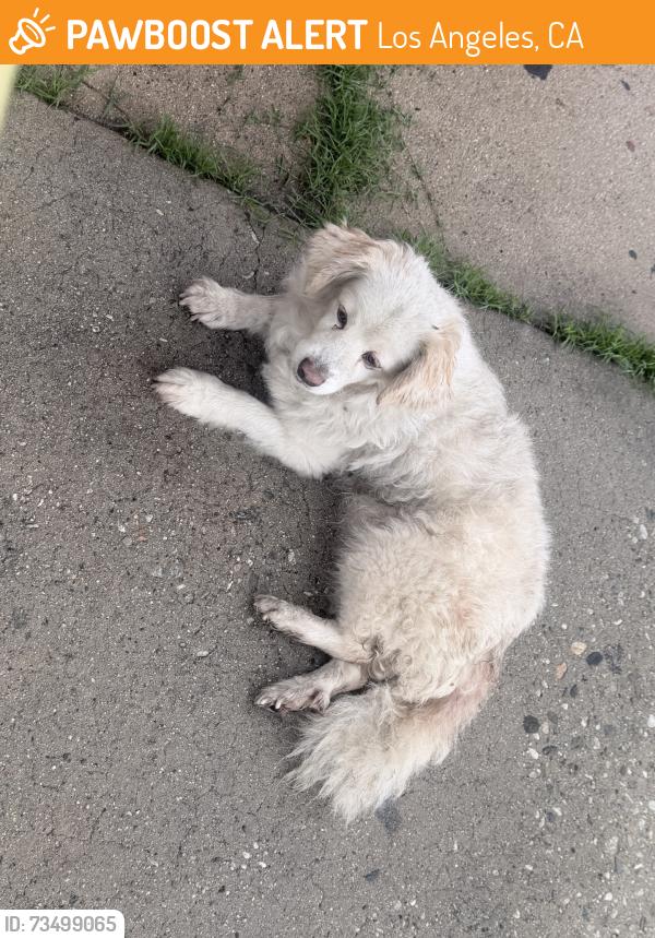 Found/Stray Unknown Dog last seen 107th street and Weigand Avenue, Los Angeles, CA 90002