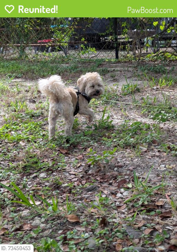 Reunited Female Dog last seen End Dead end of Jenkin rd near KOA campground., Fort Pierce, FL 34947