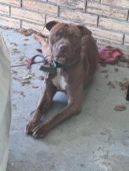 Found/Stray Male Dog last seen Governor Mouton St, Saint Martinville, LA 70582