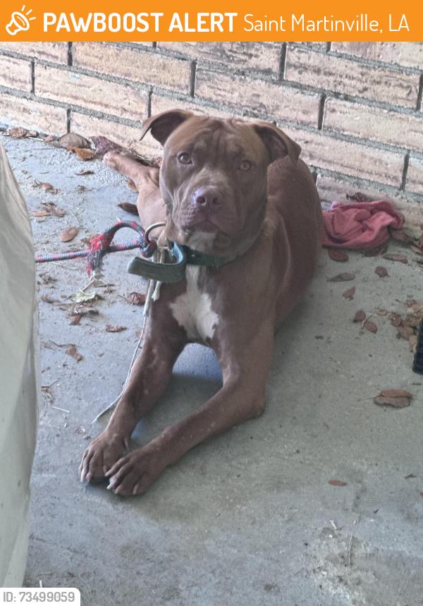 Found/Stray Male Dog last seen Governor Mouton St, Saint Martinville, LA 70582