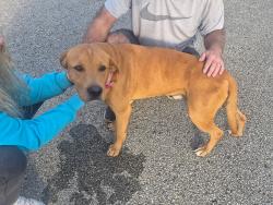 Reunited Male Dog last seen US 22 and Stone Jug Road, Derry twp, Westmoreland Cty, Derry Township, PA 15670