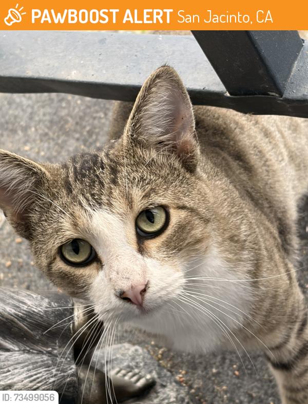 Found/Stray Male Cat last seen Esplanade, San Jacinto, CA 92583