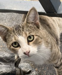 Found/Stray Male Cat last seen Esplanade, San Jacinto, CA 92583