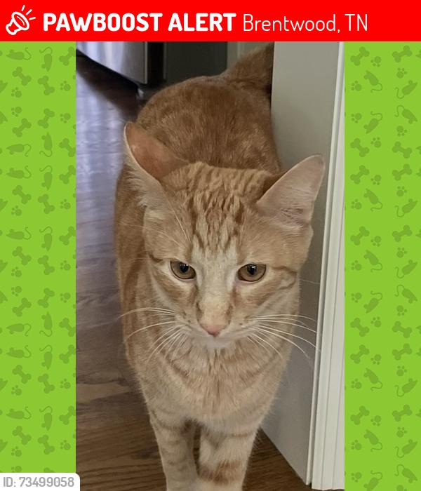 Lost Male Cat last seen Morningview Court and Knox Valley Road, Brentwood, TN 37027