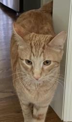 Lost Male Cat last seen Morningview Court and Knox Valley Road, Brentwood, TN 37027