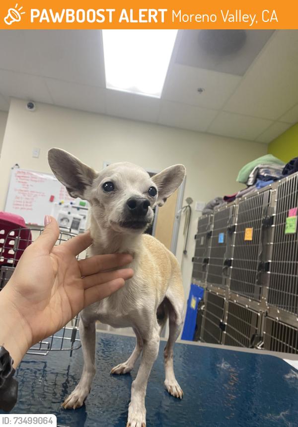 Found/Stray Male Dog last seen Casa encantador and Avenida de Portugal, Moreno Valley, CA 92555