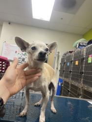Found/Stray Male Dog last seen Casa encantador and Avenida de Portugal, Moreno Valley, CA 92555