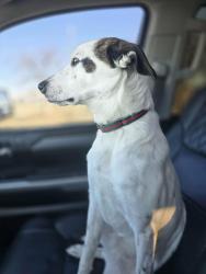 Reunited Female Dog last seen Near San Fernando Way, Dallas, TX 75218, USA, Dallas, TX 75218