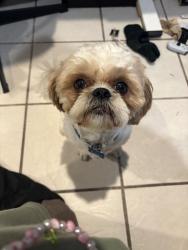 Lost Male Dog last seen saticoy st. and satsuma ave., Los Angeles, CA 91352