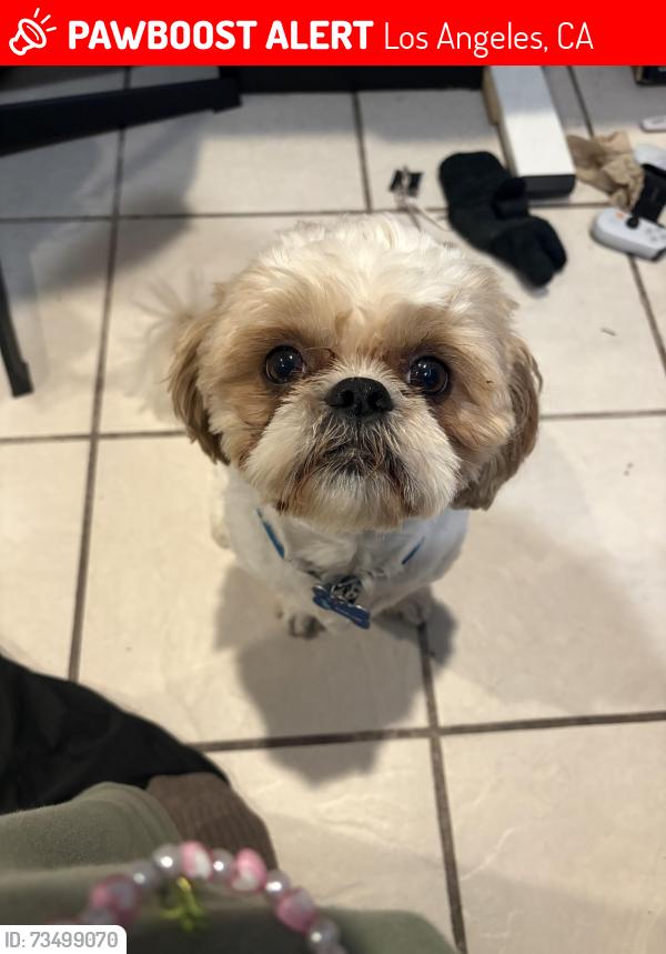 Lost Male Dog last seen saticoy st. and satsuma ave., Los Angeles, CA 91352