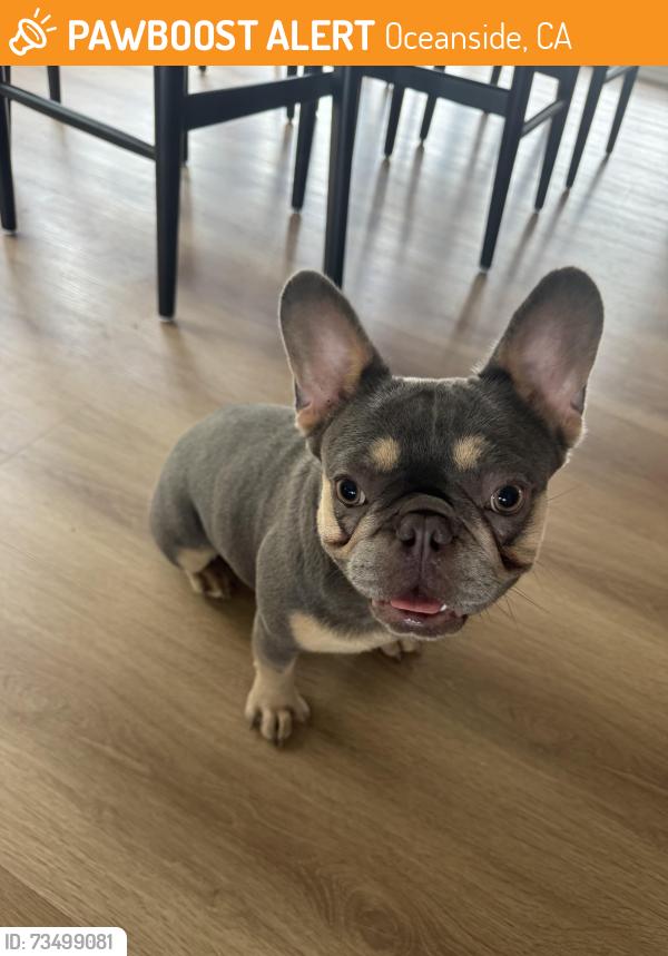 Found/Stray Female Dog last seen Point Degada, Oceanside, CA 92058