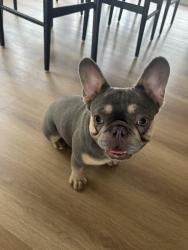 Found/Stray Female Dog last seen Point Degada, Oceanside, CA 92058