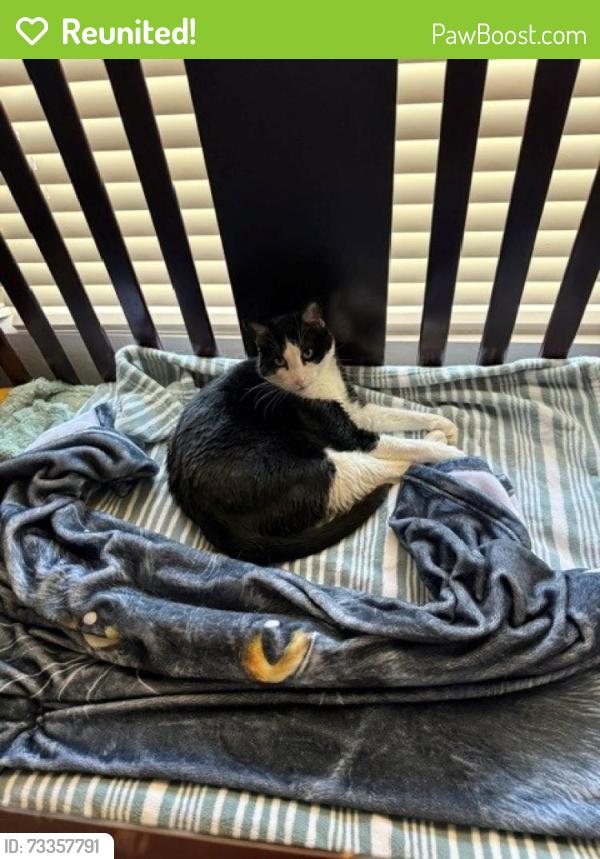 Reunited Male Cat last seen Williamsfield and Gilbert Road, Gilbert, AZ 85295