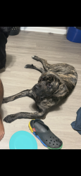 Lost Female Dog last seen Reisterstown Rd & Strathmore Ave, Baltimore, MD 21215