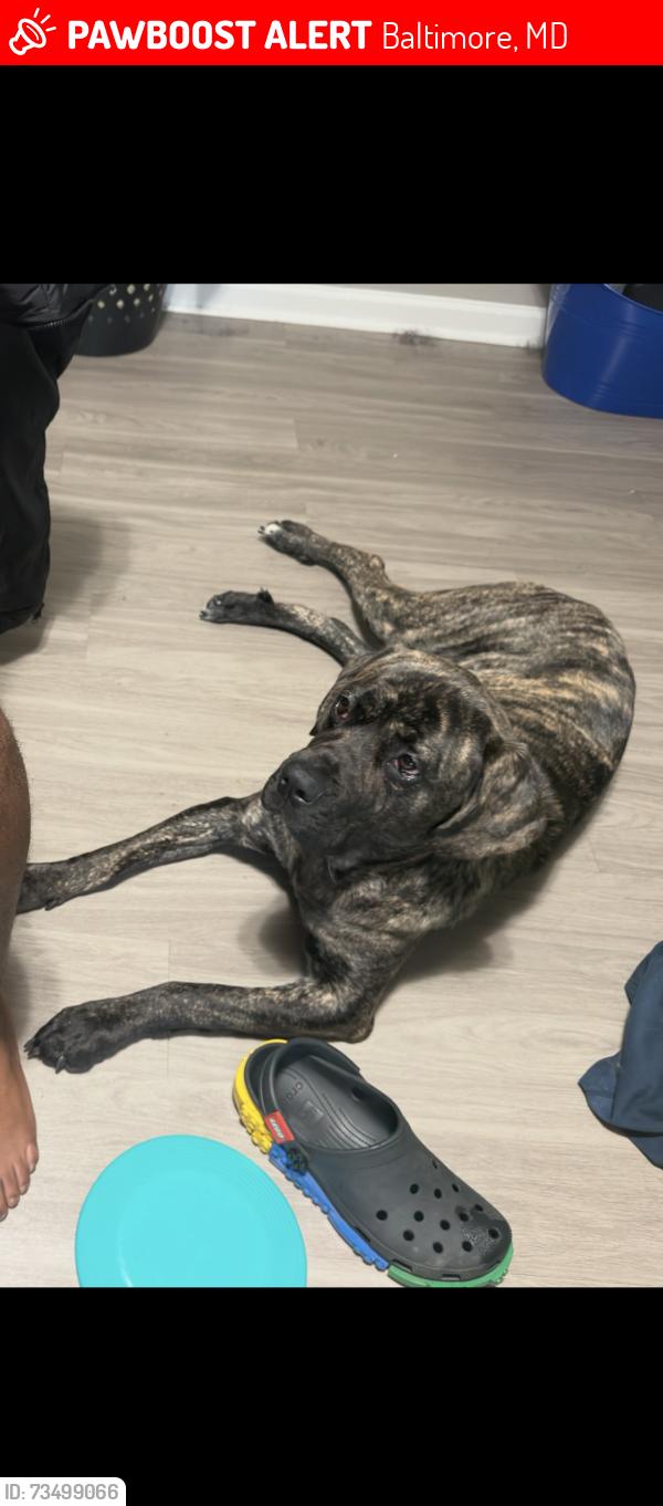 Lost Female Dog last seen Reisterstown Rd & Strathmore Ave, Baltimore, MD 21215