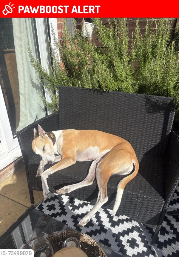 Lost Female Dog last seen Westlake Avenue, Hampton Vale, England PE7 8LN