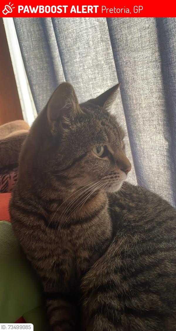 Lost Female Cat last seen rubenstein rd, Pretoria, GP 0181