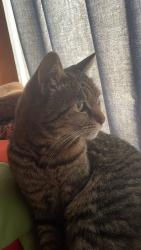 Lost Female Cat last seen rubenstein rd, Pretoria, GP 0181