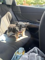 Reunited Female Dog last seen Walmart, Nashville, TN 37211