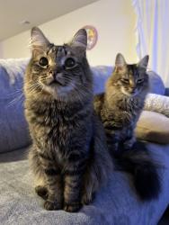 Lost Male Cat last seen Happy valley, Rossville, GA 30741