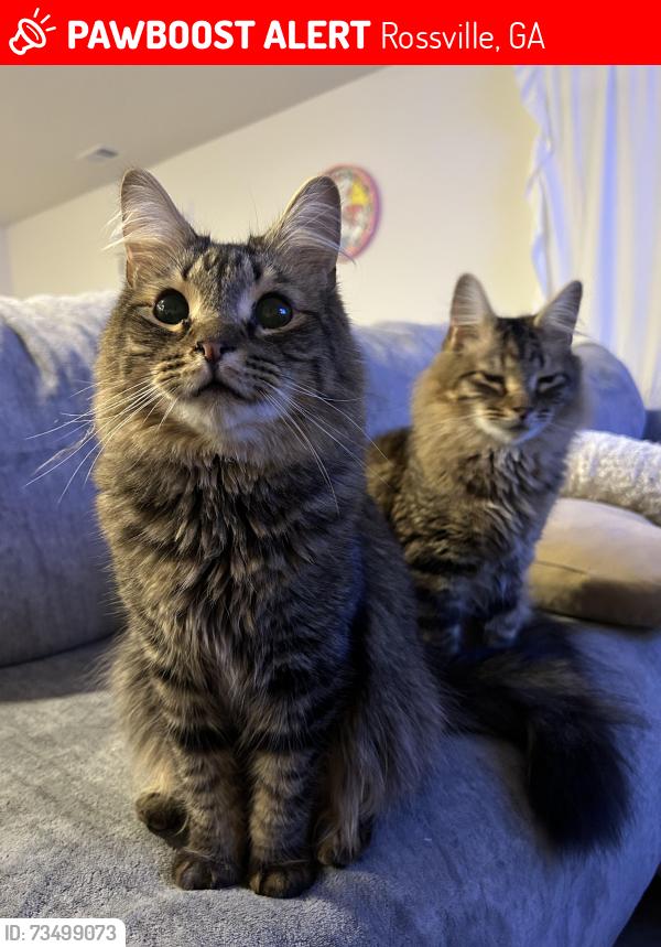 Lost Male Cat last seen Happy valley, Rossville, GA 30741