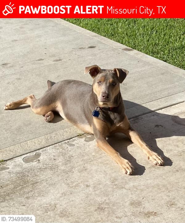 Lost Female Dog last seen Sienna Parkway @ Sienna River Parkway, Missouri City, TX 77459