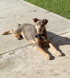 Lost Female Dog last seen Sienna Parkway @ Sienna River Parkway, Missouri City, TX 77459
