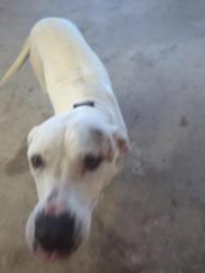 Reunited Female Dog last seen Route 9 and Hamilton Station Road, Loudoun County, VA 20197