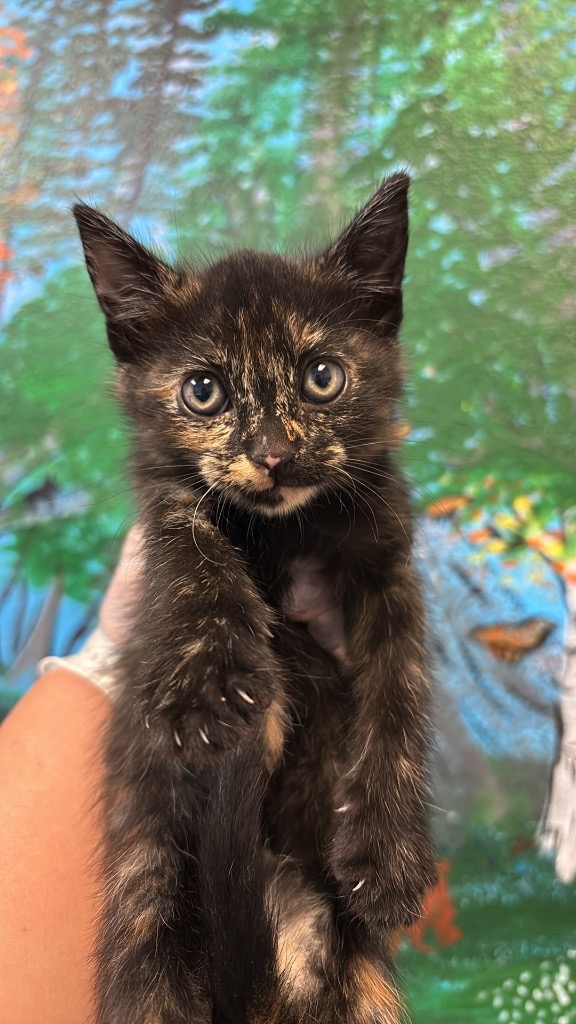Shelter Stray Female Cat last seen Bexar County, 3353 Morningside Dr, New Braunfels, TX 78132, USA