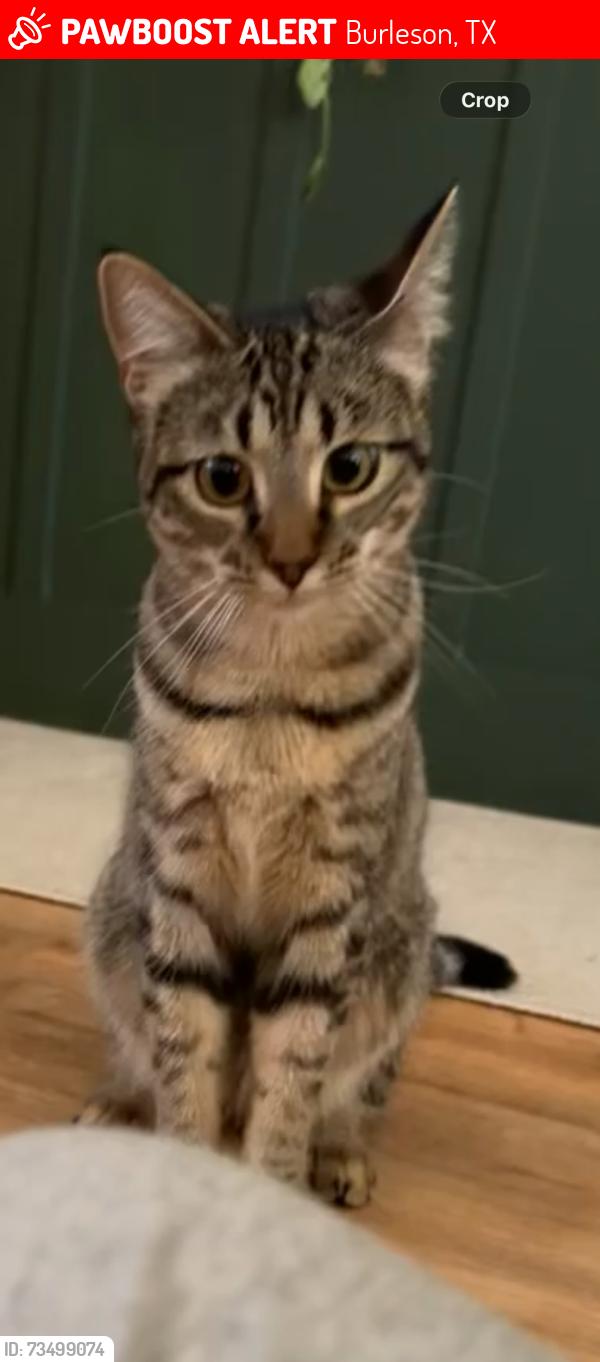 Lost Female Cat last seen Se Harris street and Johnson., Burleson, TX 76028