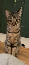 Lost Female Cat last seen Se Harris street and Johnson., Burleson, TX 76028