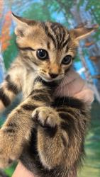 Shelter Stray Male Cat last seen Bexar County, 3353 Morningside Dr, New Braunfels, TX 78132, USA