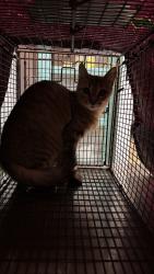 Shelter Stray Female Cat last seen Bexar County, 3353 Morningside Dr, New Braunfels, TX 78132, USA