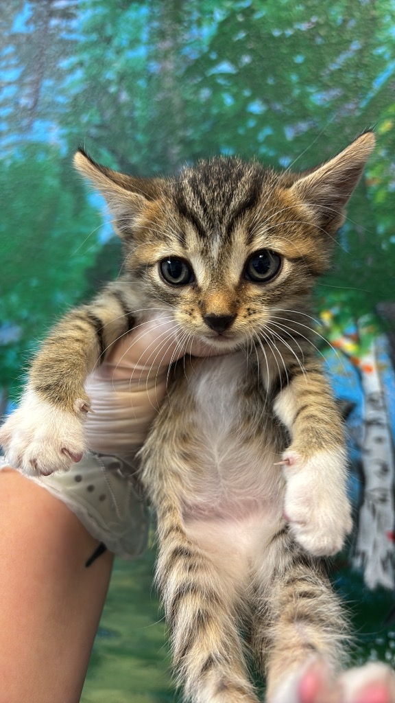 Shelter Stray Male Cat last seen Bexar County, 3353 Morningside Dr, New Braunfels, TX 78132, USA
