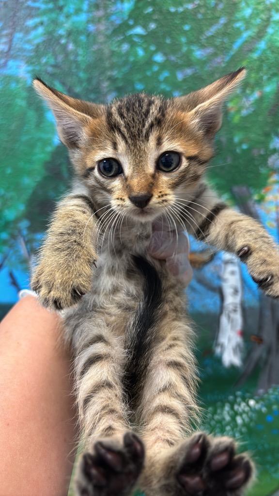 Shelter Stray Male Cat last seen Bexar County, 3353 Morningside Dr, New Braunfels, TX 78132, USA