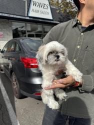 Reunited Unknown Dog last seen Washington Blvd/Inglewood Blvd. Crossroads Corner, Culver City, CA 90066