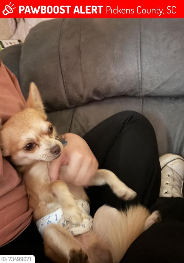 Lost Male Dog last seen West Bag-well road, neighborhood, Pickens County, SC 29657