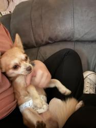 Lost Male Dog last seen West Bag-well road, neighborhood, Pickens County, SC 29657