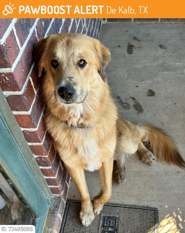 Found/Stray Male Dog last seen cr 3211, De Kalb, TX 75559
