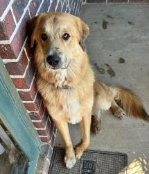 Found/Stray Male Dog last seen cr 3211, De Kalb, TX 75559