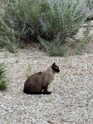 Lost Female Cat last seen Socrates, Reno, NV 89512