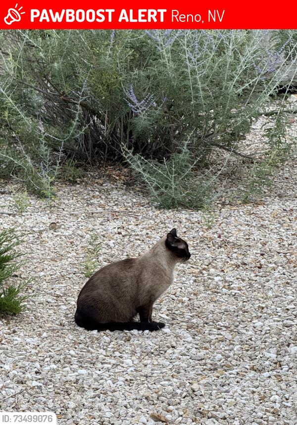 Lost Female Cat last seen Socrates, Reno, NV 89512