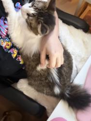 Lost Male Cat last seen Falconcrest in South Point subdivision, Livingston Parish, LA 70726