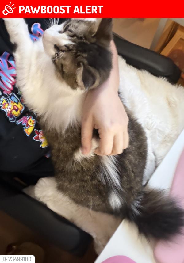 Lost Male Cat last seen Falconcrest in South Point subdivision, Livingston Parish, LA 70726