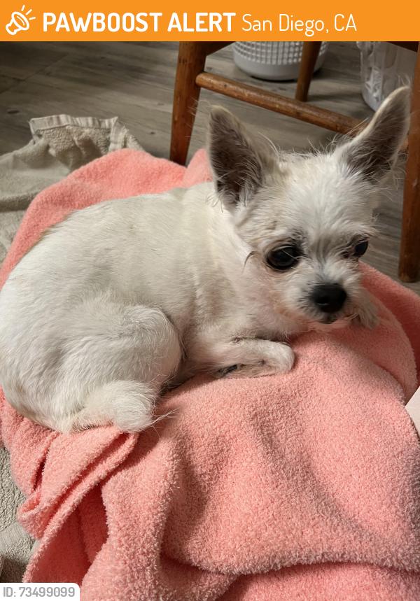 Found/Stray Unknown Dog last seen Scripps Ranch Blvd, San Diego, CA 92131