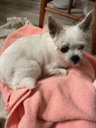 Found/Stray Unknown Dog last seen Scripps Ranch Blvd, San Diego, CA 92131