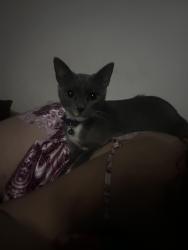 Reunited Female Cat last seen The oaks boulevard, Kissimmee, FL 34746