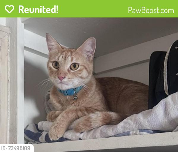 Reunited Male Cat last seen Near Oak St, Santa Ana, CA 92707, USA, Santa Ana, CA 92707