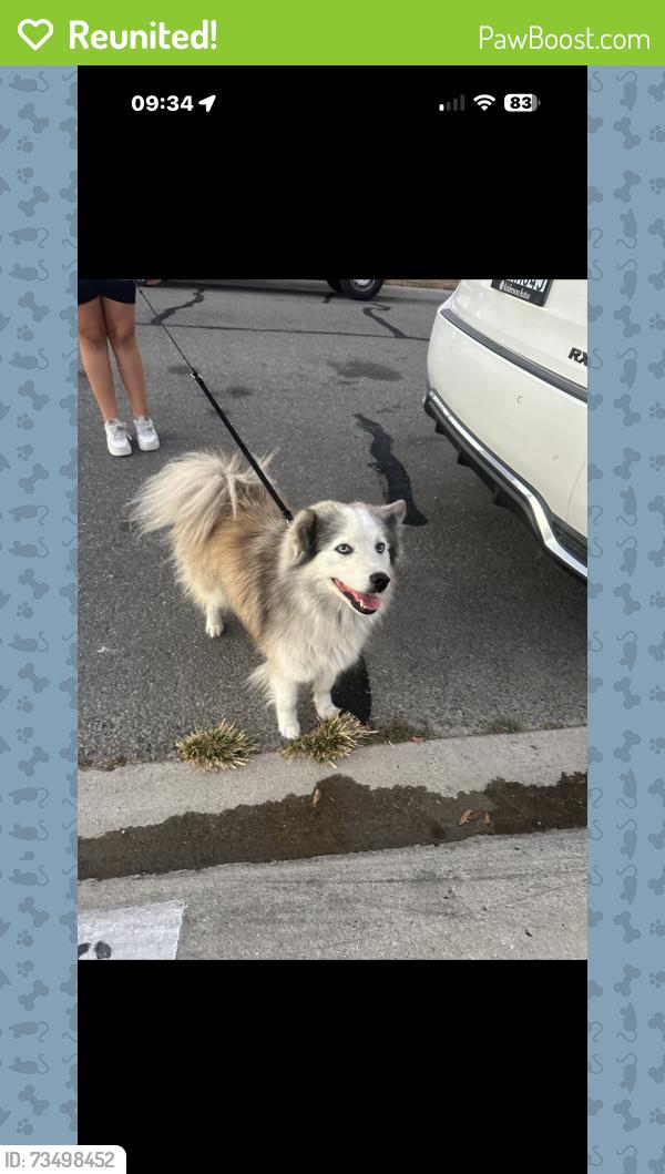 Reunited Female Dog last seen Paul’s place, Anaheim, CA 92804