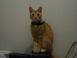 Lost Male Cat last seen brownstown police department, Brownstown Township, MI 48183